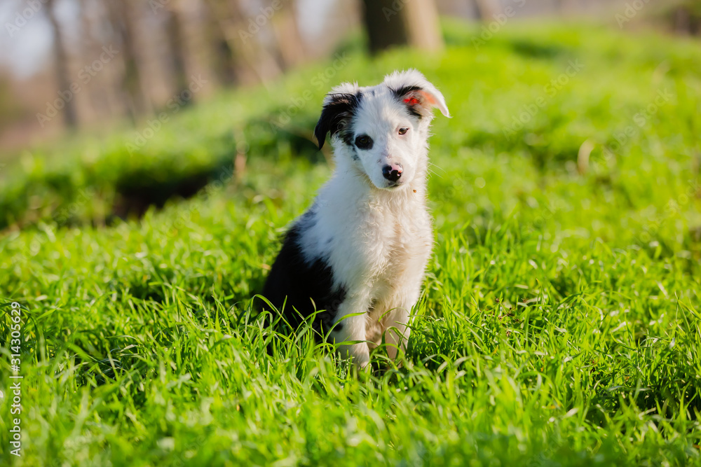 cute mixed-breed puppy sitting in the grass cute mixed-breed puppy sitting in the grass