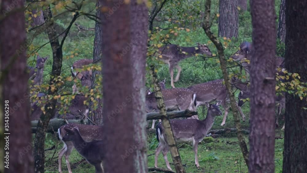 Fallow buck calling in the forest with a fallow deer herd, mating time, autumn, (dama dama), germany Fallow buck calling in the forest with a fallow deer herd, mating time, autumn, (dama dama), germany