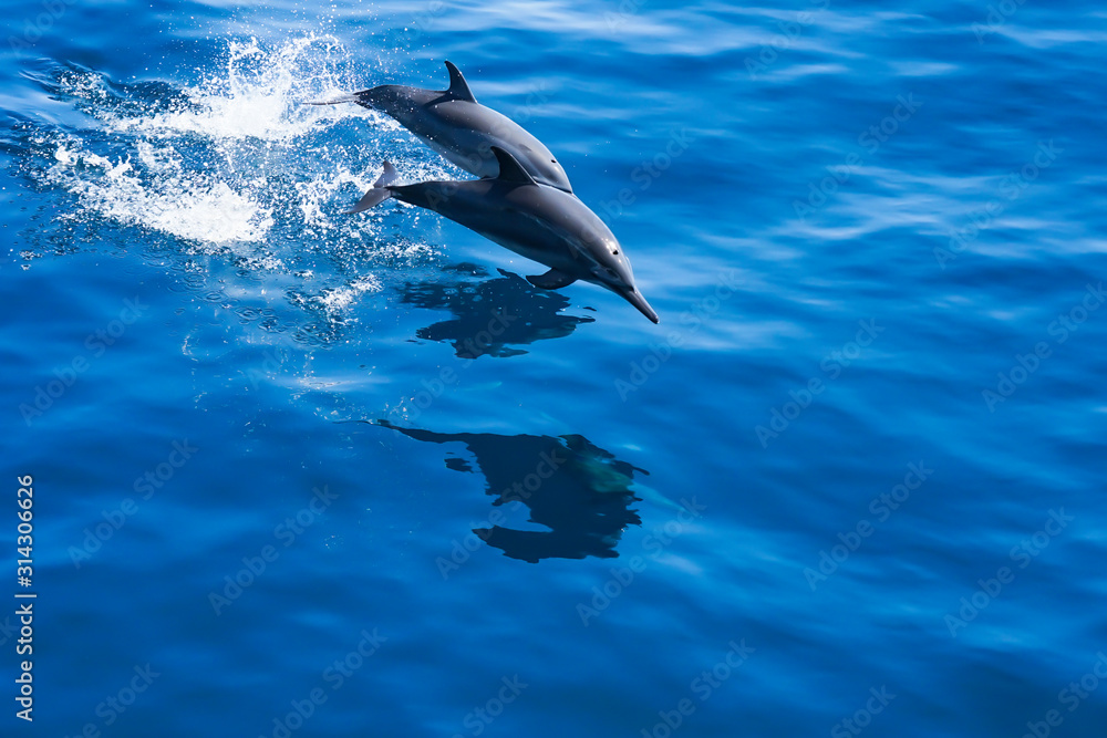 Fototapeta premium Dolphins swimming in the the blue sea near Similan Islands National Park, Phang Nga Province, Thailand, Asia.