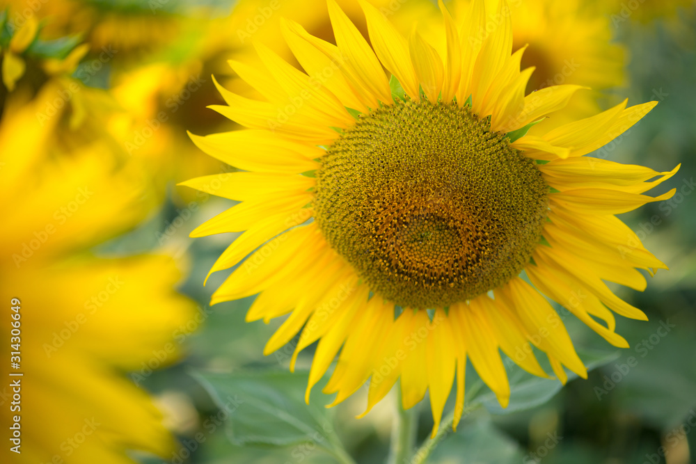 Sunflower on natural background. Sunflower blooming in garden