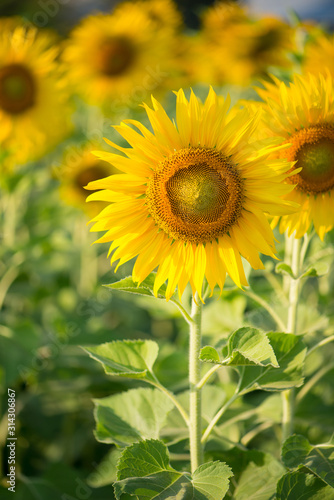 Sunflower on natural background. Sunflower blooming in garden