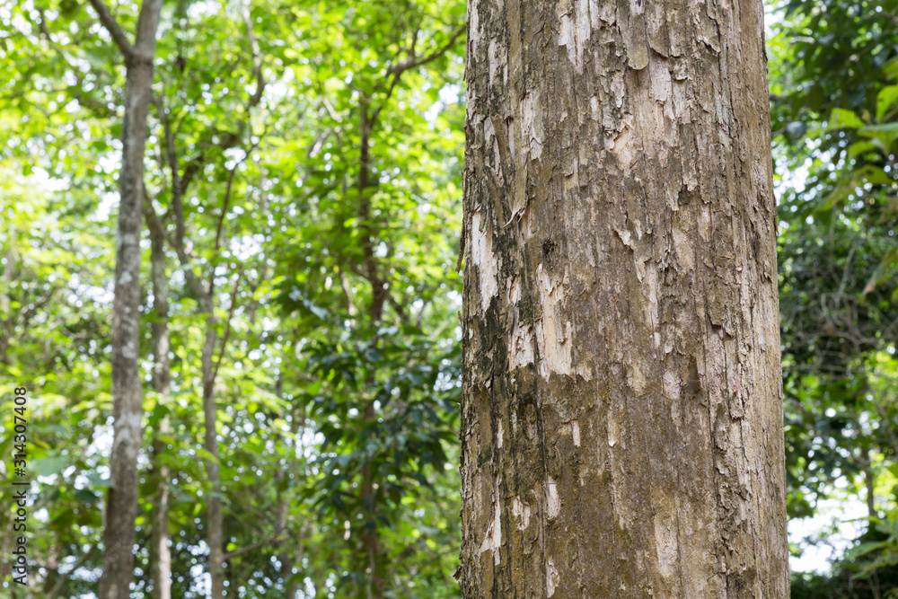 Teak tree in the forest with blurred background