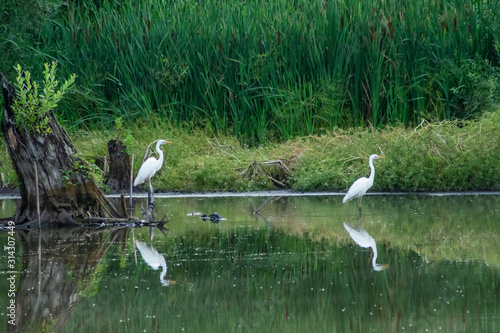 white herons on lake