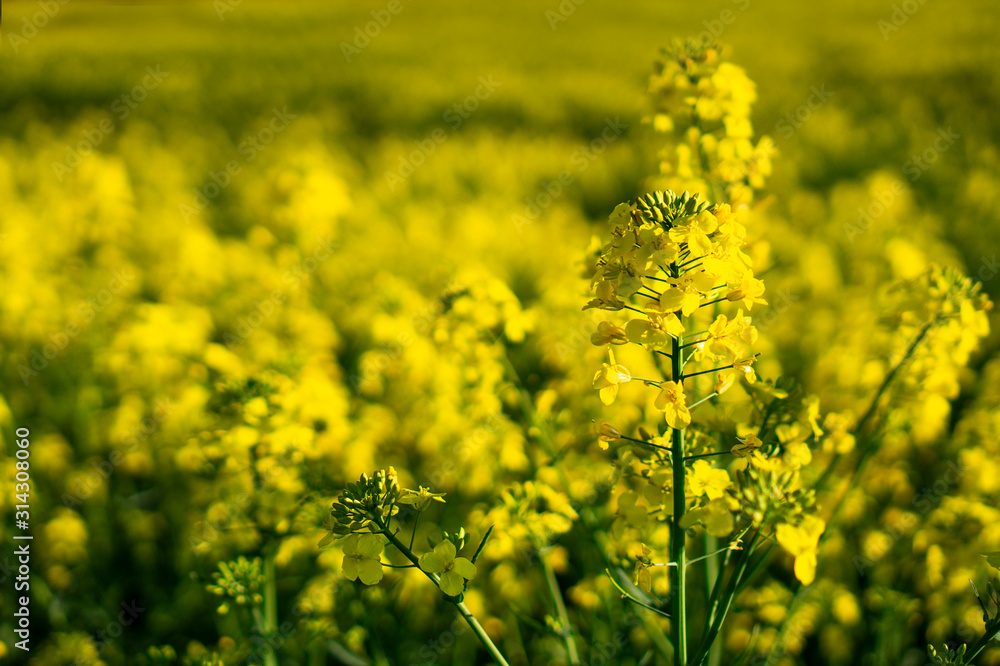 close up flowering rapeseed canola or colza in latin Brassica Napus, plant for green energy and oil industry, rape seed close up flowering rapeseed canola or colza in latin Brassica Napus, plant for green energy and oil industry, rape seed