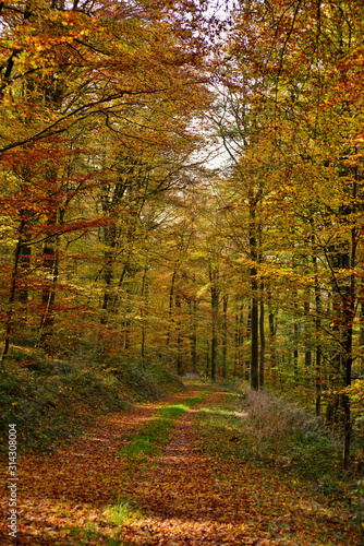 road in autumn forest © yvonne