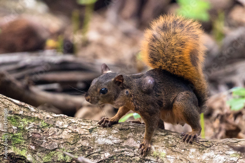 Red squirrel (Sciurus granatensis) eating a nut under a tree