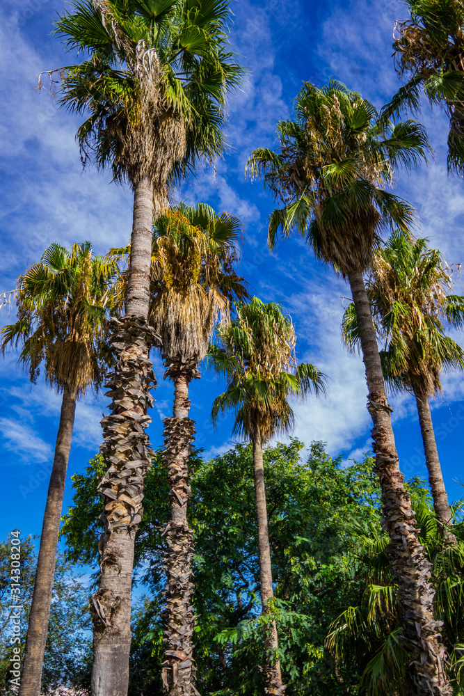 Tropical palms in Barcelona, Spain