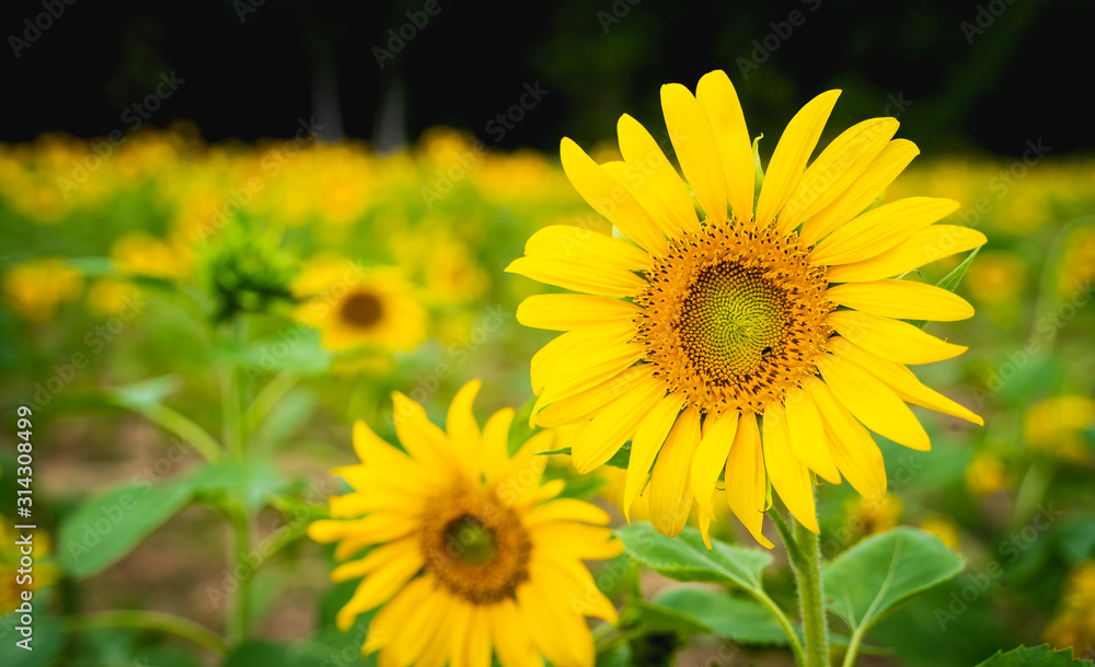 sunflowers in the field with sunflower background Flowering and leaves are turned towards the direction of the sun in agriculture and Nature concept with copy space. sunflowers in the field with sunflower background Flowering and leaves are turned towards the direction of the sun in agriculture and Nature concept with copy space.