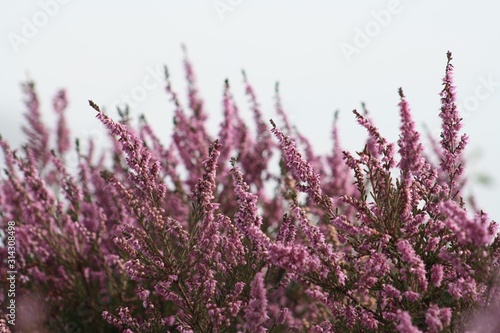 Pink heather