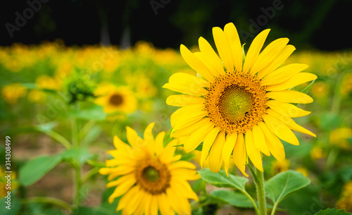 sunflowers in the field with sunflower background Flowering and leaves are turned towards the direction of the sun in agriculture and Nature concept with copy space.