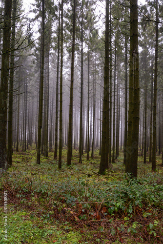 winter forest in fog © yvonne