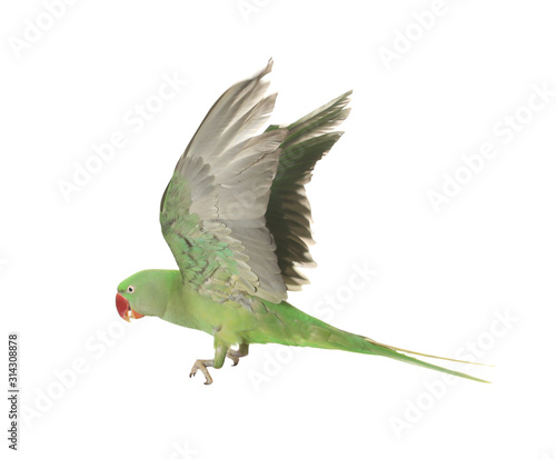 Beautiful Alexandrine parakeet flying isolated on white