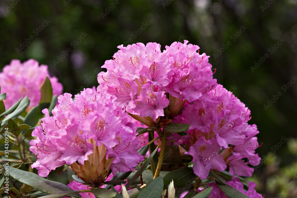 Flowers rhododendron in the garden in sunny day Flowers rhododendron in the garden in sunny day