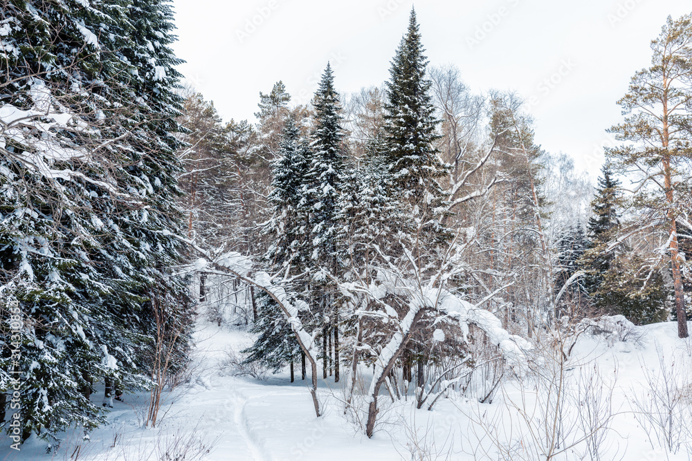 Beautiful winter in pine forest. Winter lanscape. Beautiful winter in pine forest. Winter lanscape.