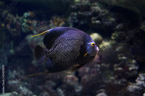 French Angelfish (Pomacanthus paru). Black angelfish with yellow stripes and long thin fin. Underwater photo photo