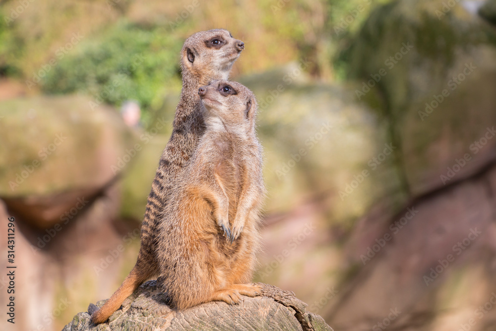 Fototapeta premium meerkat on guard