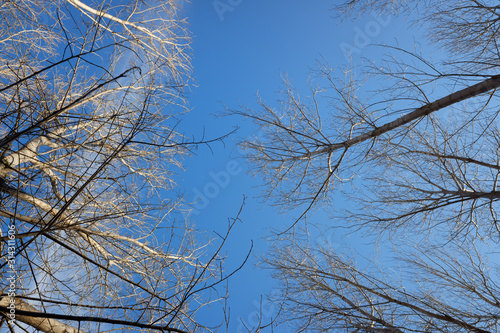 Nice blue sky framed by the silhouette of trees one winter morning.