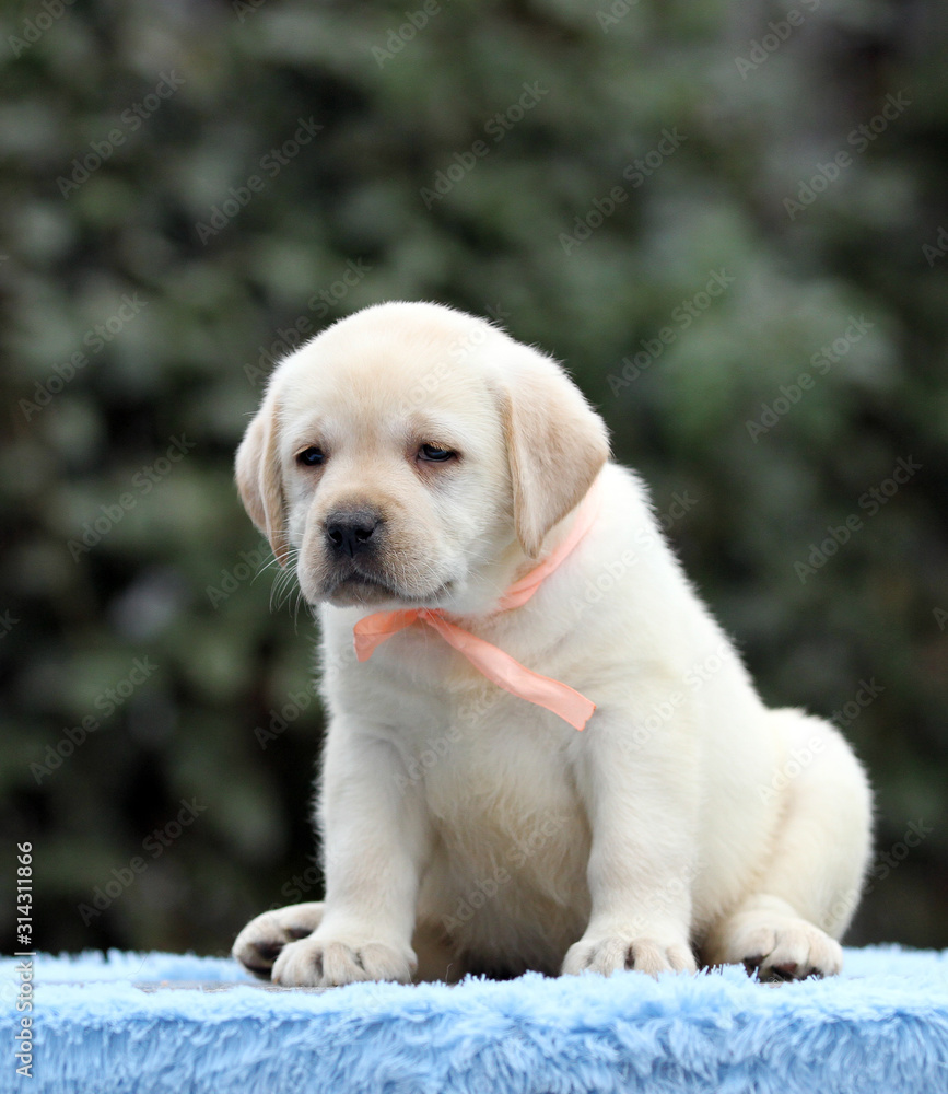 the nice sweet labrador puppy on a blue background the nice sweet labrador puppy on a blue background