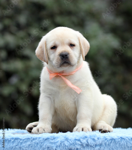 a nice sweet labrador puppy on a blue background