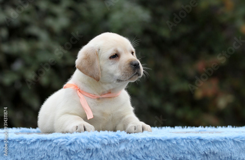 cute nice sweet labrador puppy on a blue background