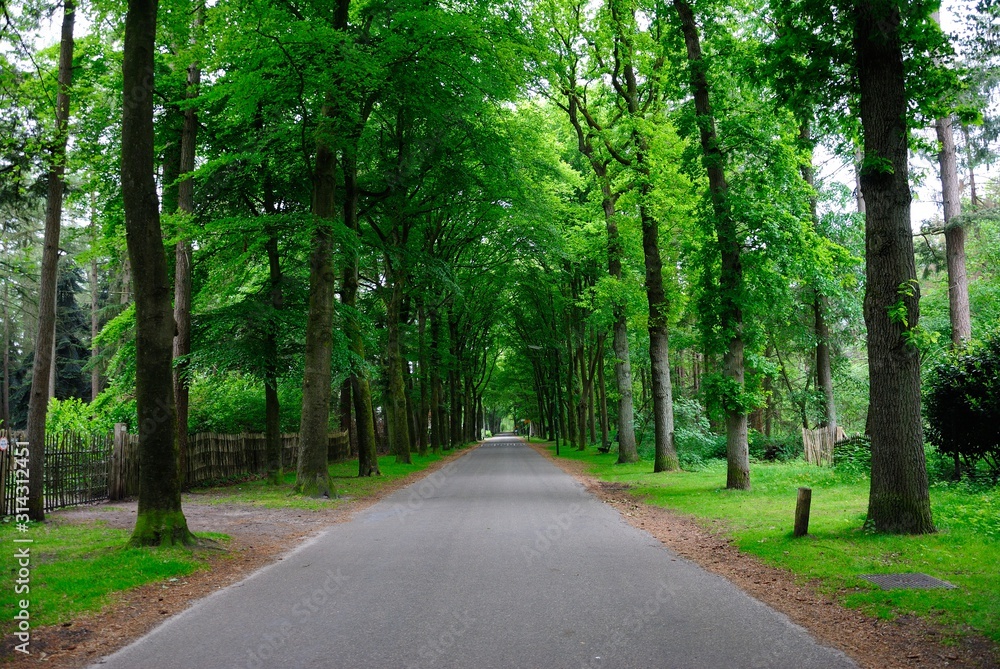 A road through the green tree tunnel in the province of Utrecht, Netherlands A road through the green tree tunnel in the province of Utrecht, Netherlands