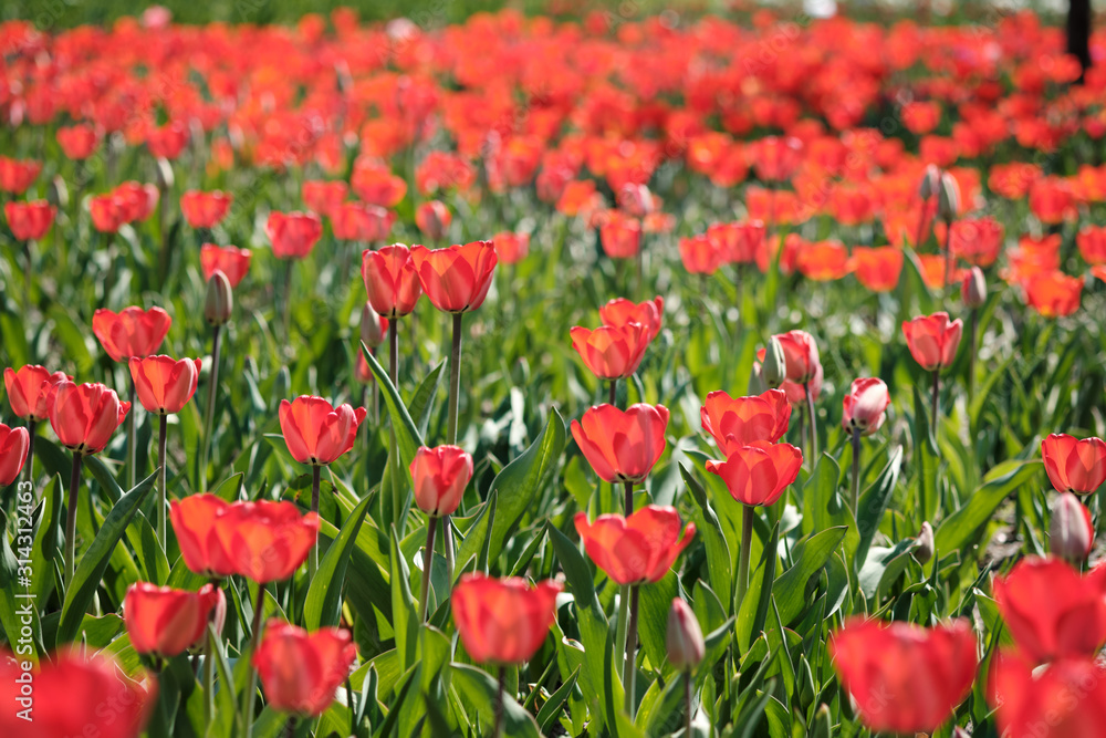 Blühende rote Tulpen im Frühling auf einer Blumenwiese
