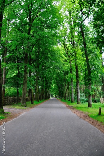 A road through the green tree tunnel in the province of Utrecht, Netherlands