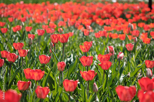 Blühende rote Tulpen im Frühling auf einer Blumenwiese
