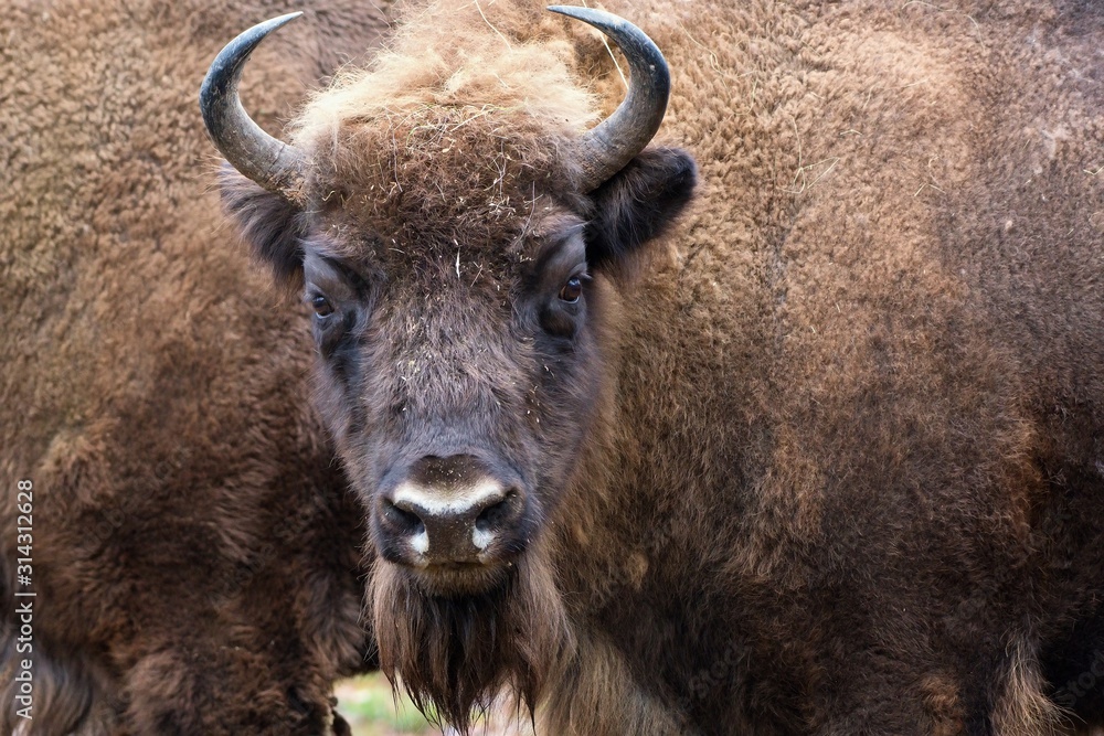 European bison in natural environment, Slovakia, Europe European bison in natural environment, Slovakia, Europe