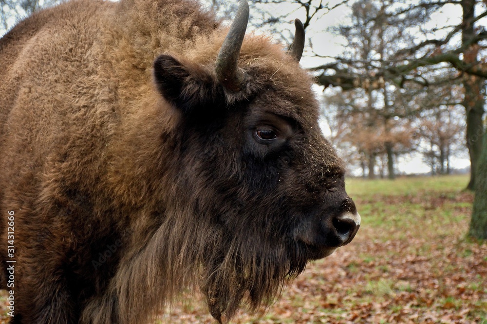 European bison in natural environment, Slovakia, Europe European bison in natural environment, Slovakia, Europe