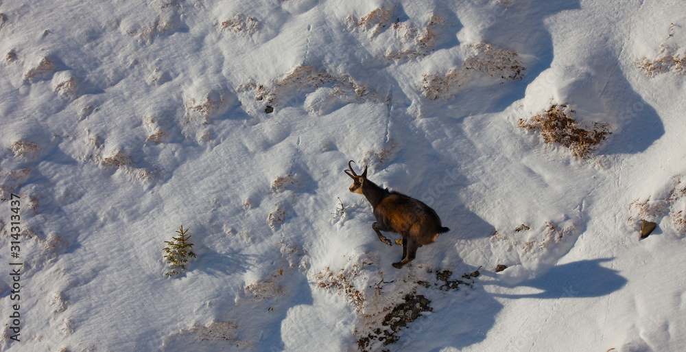 chamois wild goat running in winter scene chamois wild goat running in winter scene