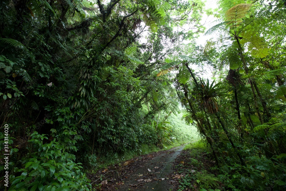 Obraz premium Hiking in Morne a Louis, Guadeloupe