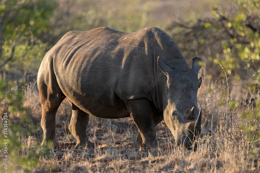 Rhinocéros blanc, white rhino, Ceratotherium simum, Parc national Kruger, Afrique du Sud Rhinocéros blanc, white rhino, Ceratotherium simum, Parc national Kruger, Afrique du Sud