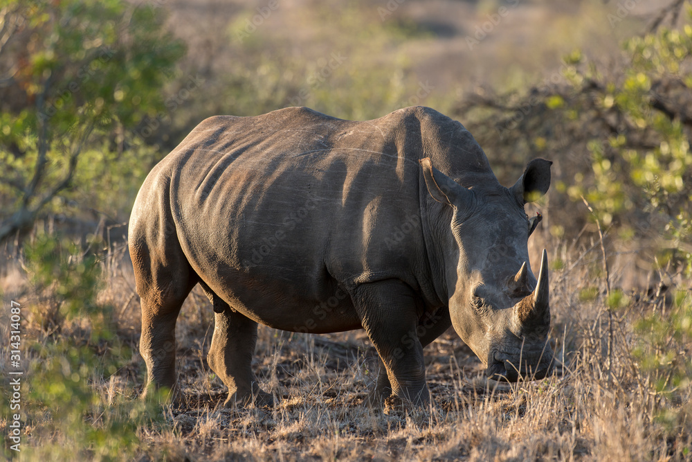 Fototapeta premium Rhinocéros blanc, white rhino, Ceratotherium simum, Parc national Kruger, Afrique du Sud