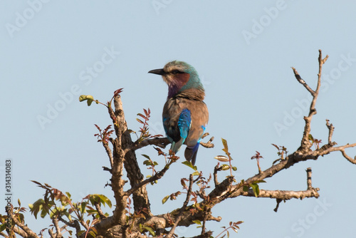 Rollier à longs brins,. Coracias caudatus, Lilac breasted Roller photo