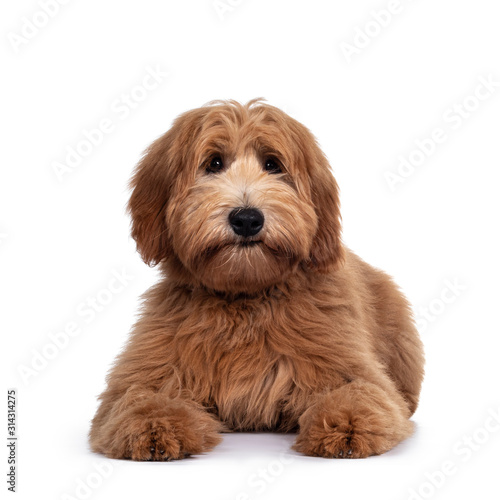 Adorable red / abricot Labradoodle dog puppy, laying down facing front, looking towards camera with shiny dark eyes. Isolated on white background. Mouth closed.