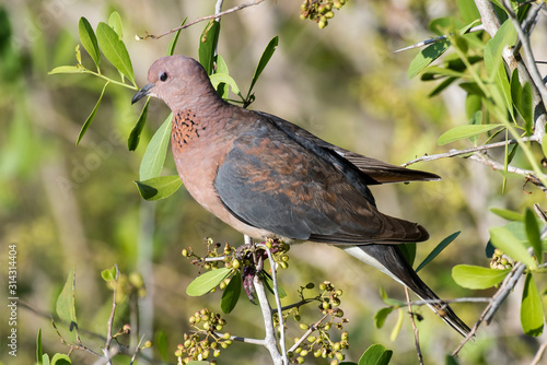 Wallpaper Mural Tourterelle maillée,.Spilopelia senegalensis , Laughing Dove Torontodigital.ca