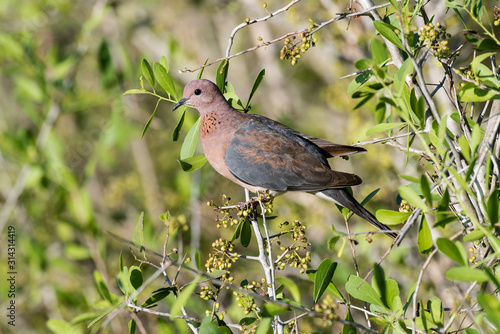 Wallpaper Mural Tourterelle maillée,.Spilopelia senegalensis , Laughing Dove Torontodigital.ca