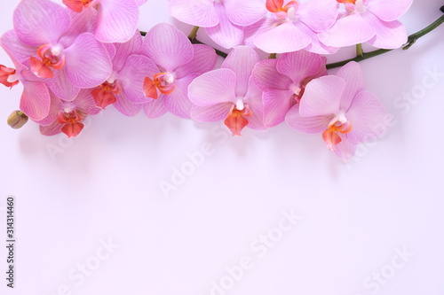 pink orchid on the top a white background