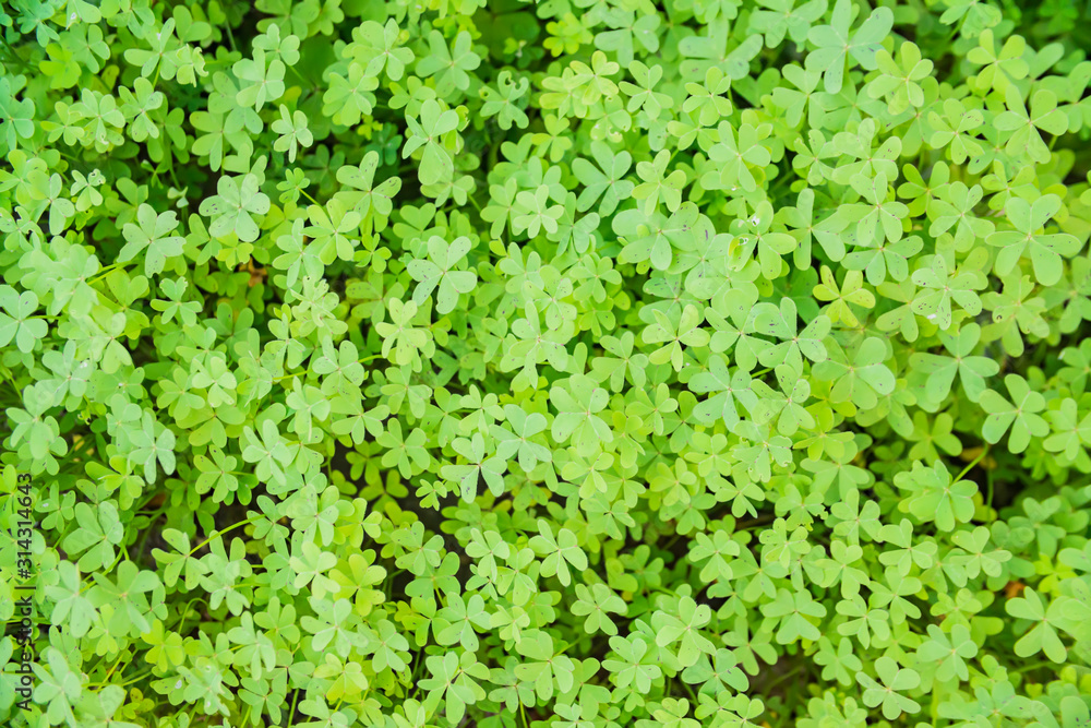 Green background with three-leaved shamrocks. St. Patrick's day holiday symbol Green background with three-leaved shamrocks. St. Patrick's day holiday symbol
