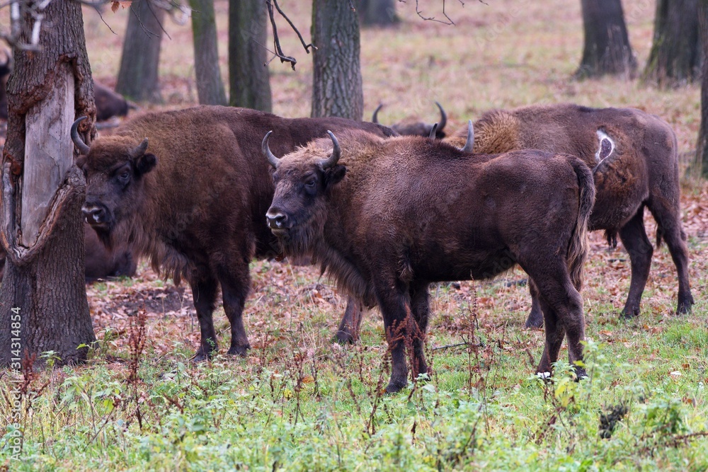 Herd of european bison relaxing in forest, Slovakia, Europe
