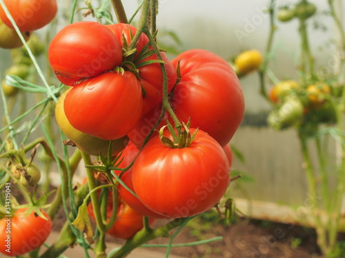 Obraz na plátně Tomatoes ripen in the greenhouse