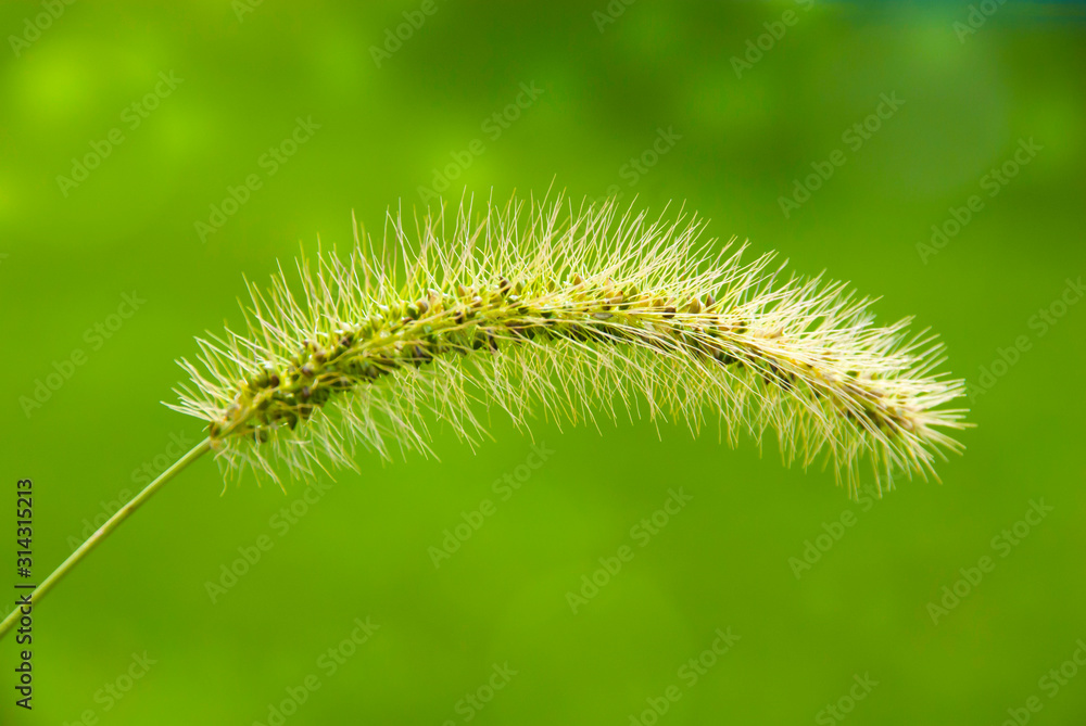 close up photo of grass with green background, bokeh effect close up photo of grass with green background, bokeh effect