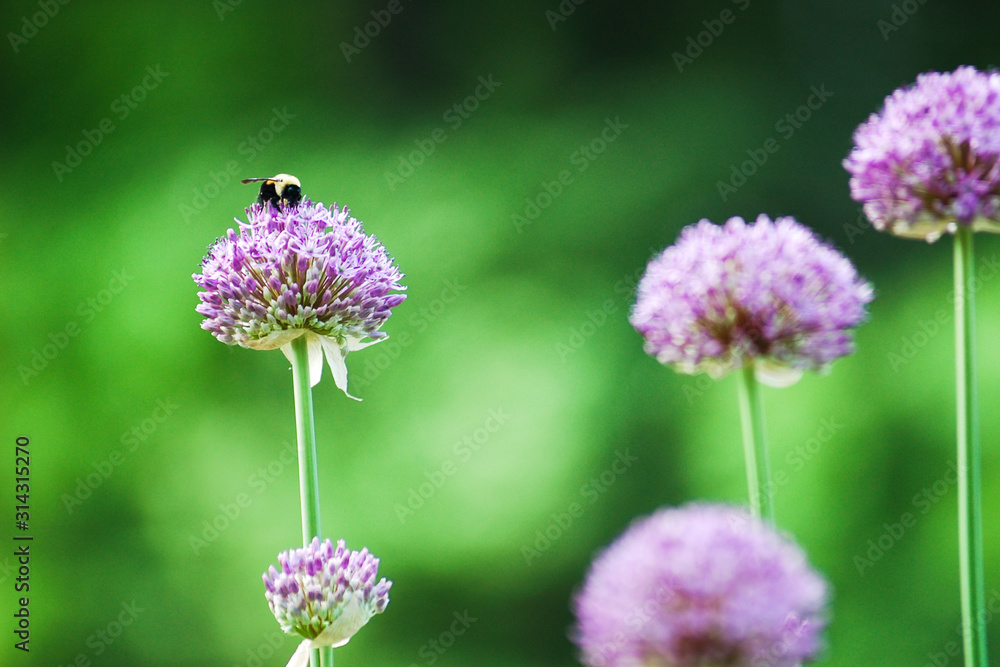 Bee pollinating on a purple allium flower in the garden Bee pollinating on a purple allium flower in the garden