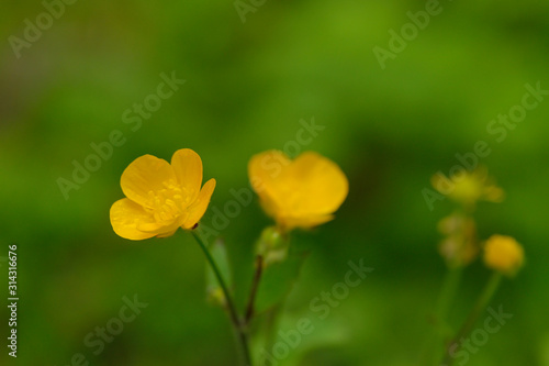 Blüten des Scharfen Hahnenfuß (Ranunculus acris)