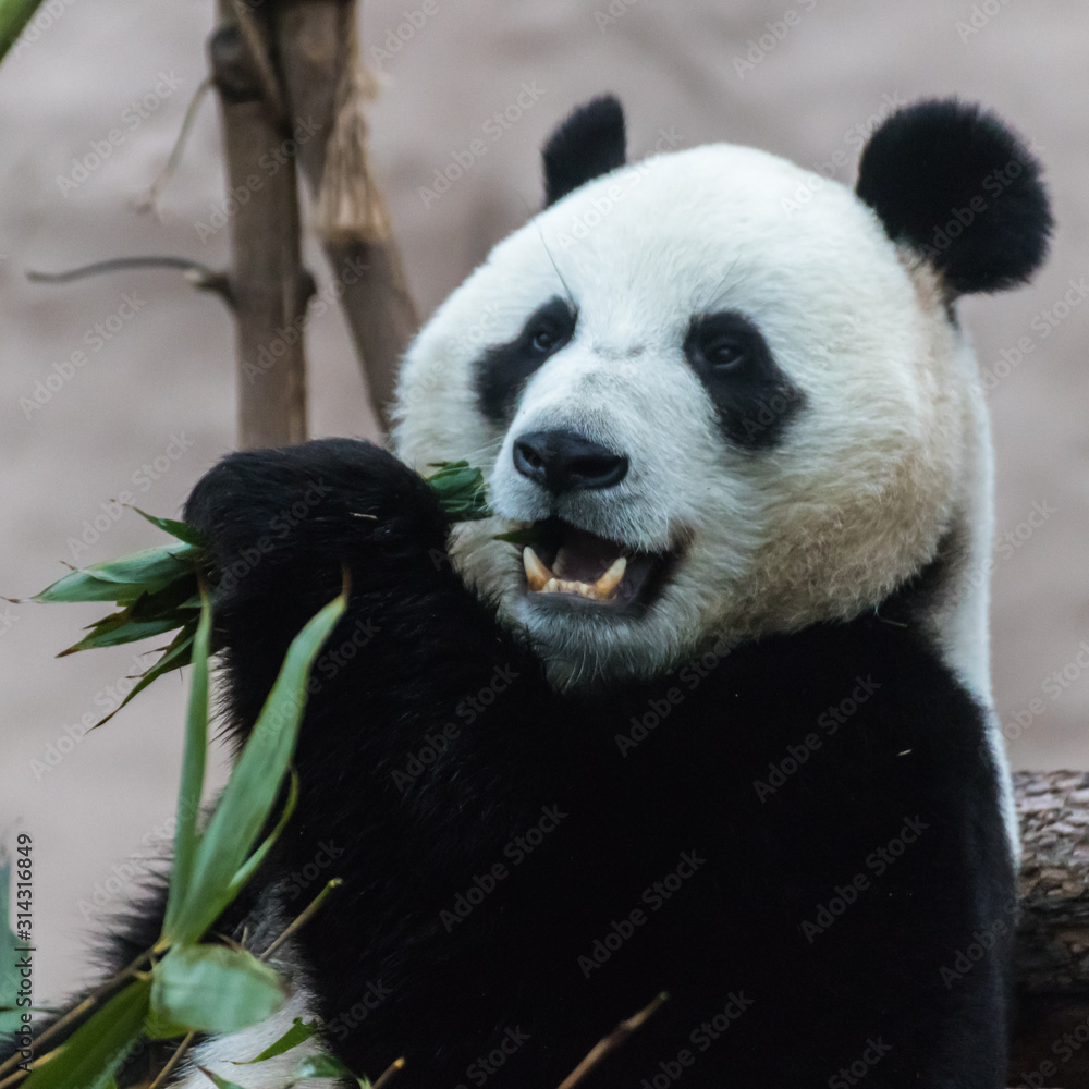 Obraz premium Giant panda eating bamboo