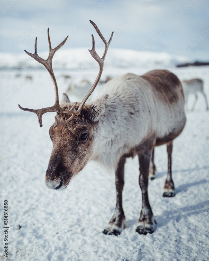 Reindeer/caribou in northern Norway/Arctic Reindeer/caribou in northern Norway/Arctic