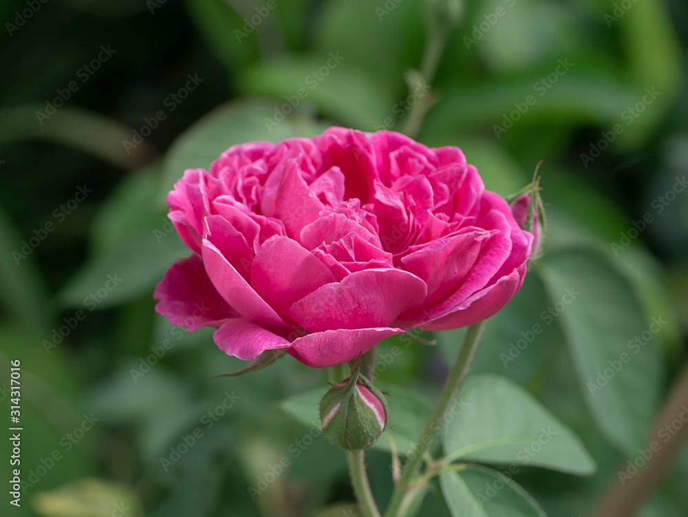 Close up deep pink rose flower with blur background. Close up deep pink rose flower with blur background.