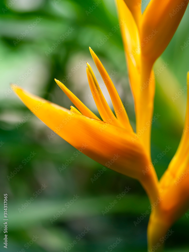 Close up pollen of Yellow Heliconia flower Close up pollen of Yellow Heliconia flower
