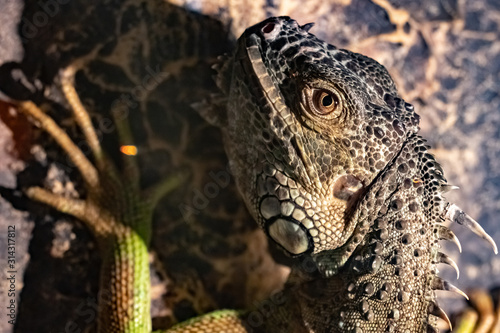 The iguana is green.Head close-up.